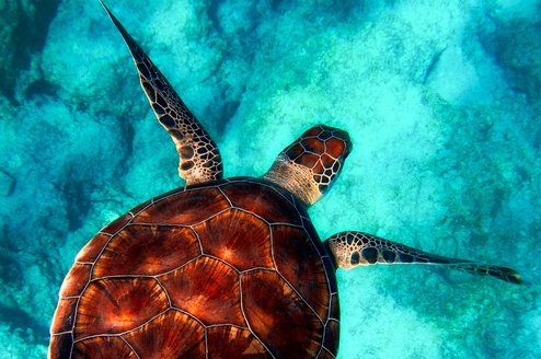 Conservation CLP Header Thumbnail