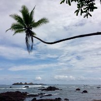 Palm tree on beach